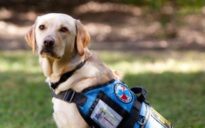 Phil’s story: support of a highly trained assistance dog