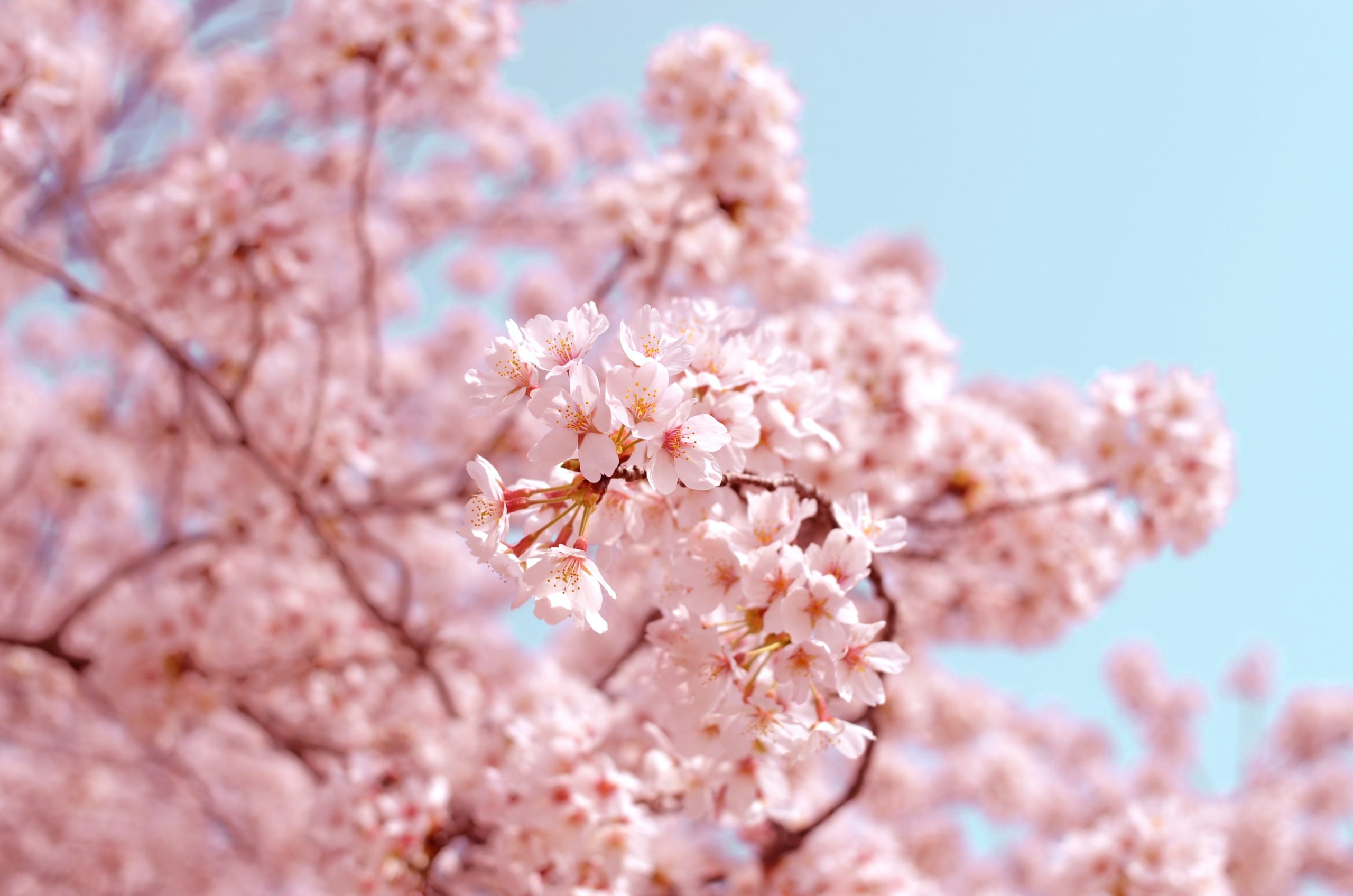 Japanese cherry blossom